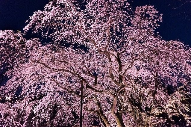 しだれ桜